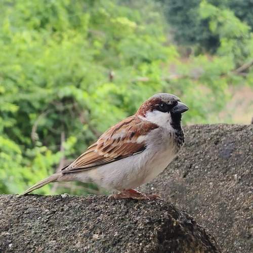 Photo #11158254