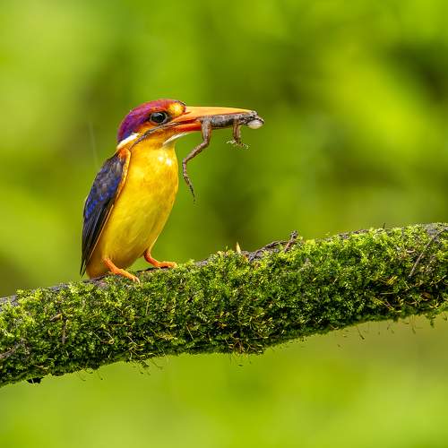 Black Backed Dwarf Kingfisher