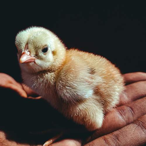 New born