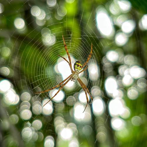 Spider - Shot on iphone 15.