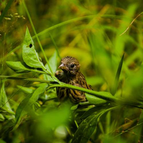 Photo #11159608