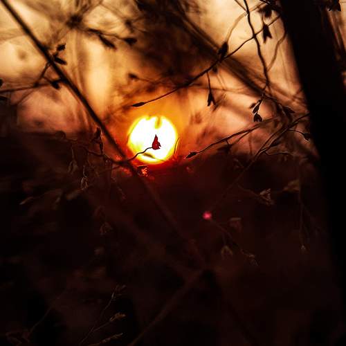 Embers of the Dusk