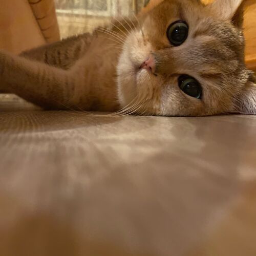 Photo #11160302