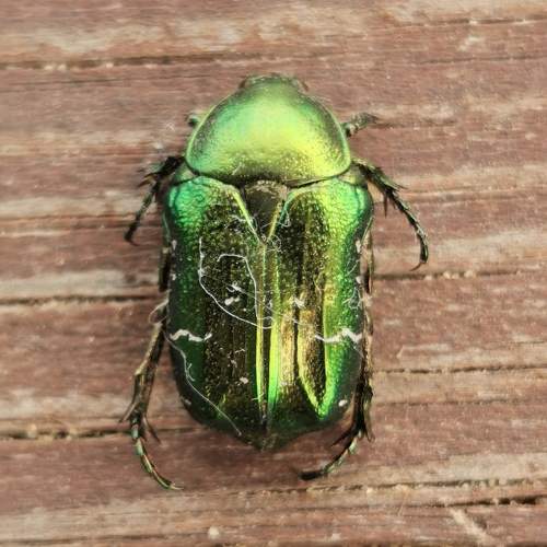 Photo #11160312