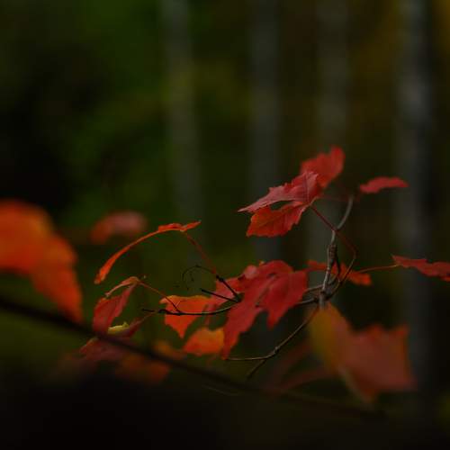 Фотография #11160413