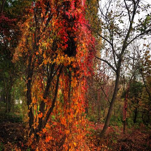 Photo #11160653