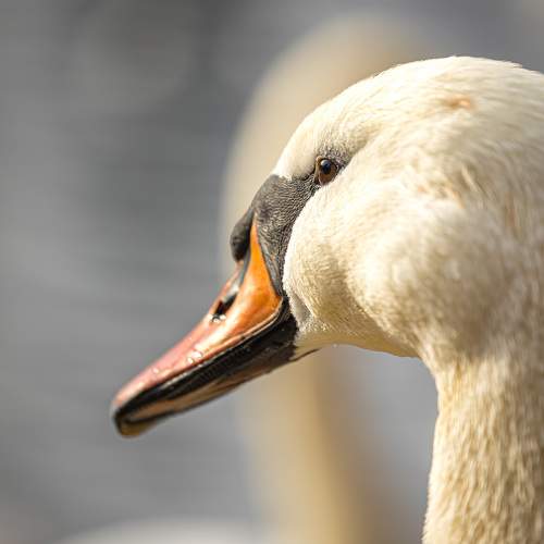 Photo #11160942