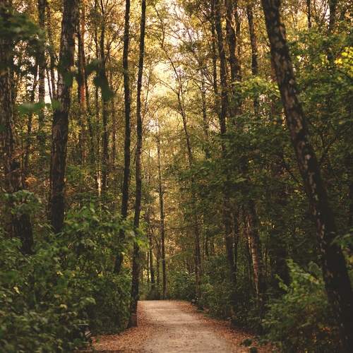 Photo #11161499