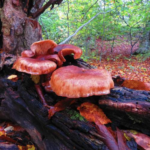 Photo #11162681