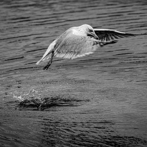 Photo #11162963