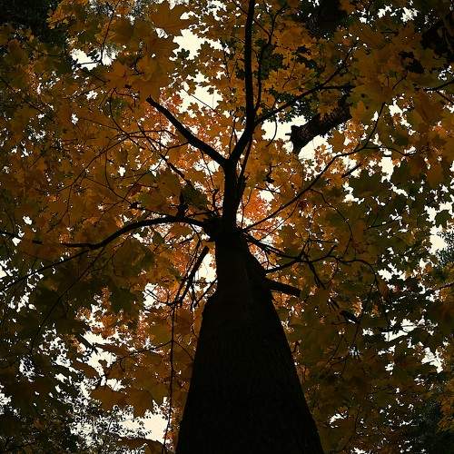 Photo #11163133
