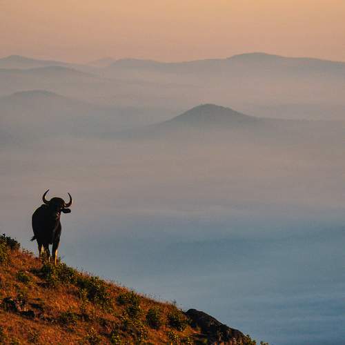 Photo #11163959