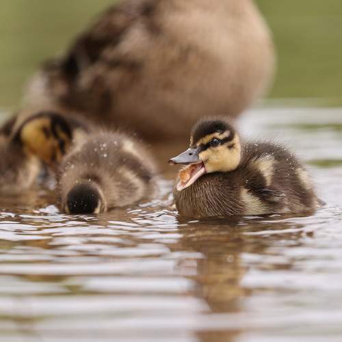 Photo #11164336