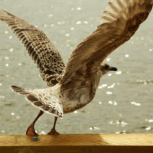 Photo #11164677