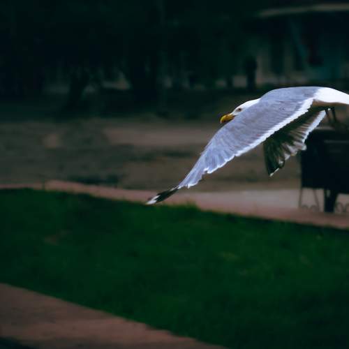 Photo #11164841