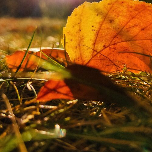 Photo #11165459