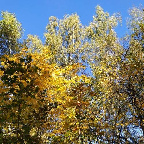 Photo #11165463