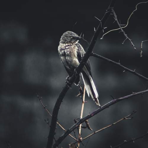 Photo #11165648