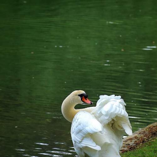 Photo #11166404