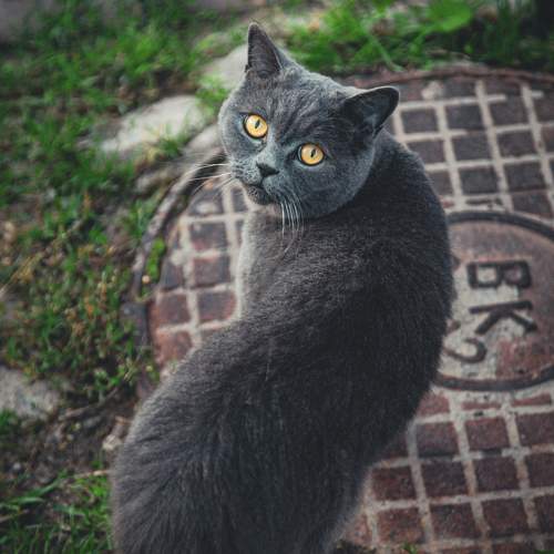 Photo #11166405