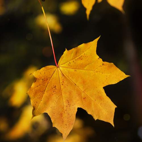 Maple leaf