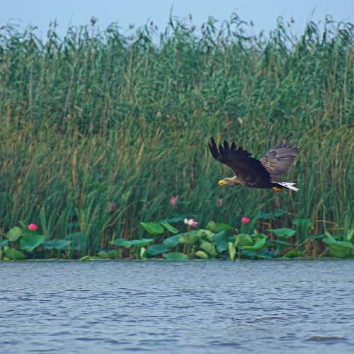 Photo #11166648