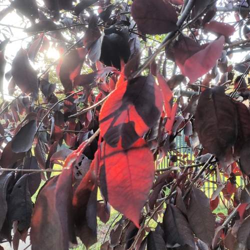 Photo #11166804