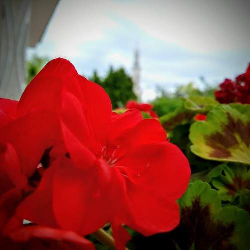 Photo #11167368