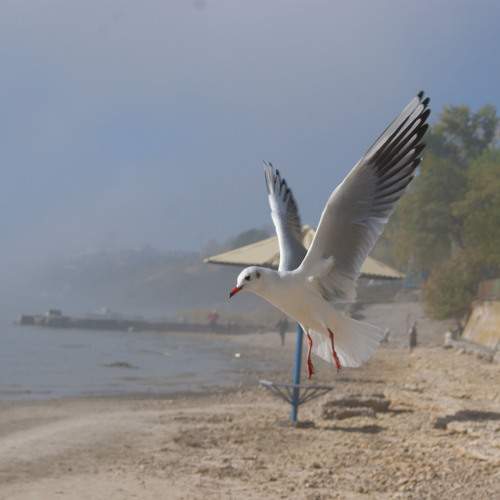 Photo #11167395