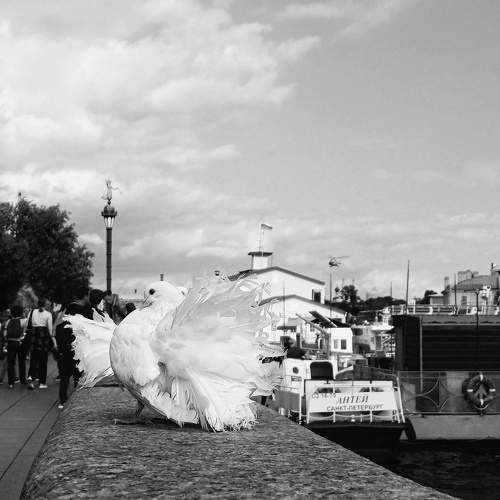Photo #11167654