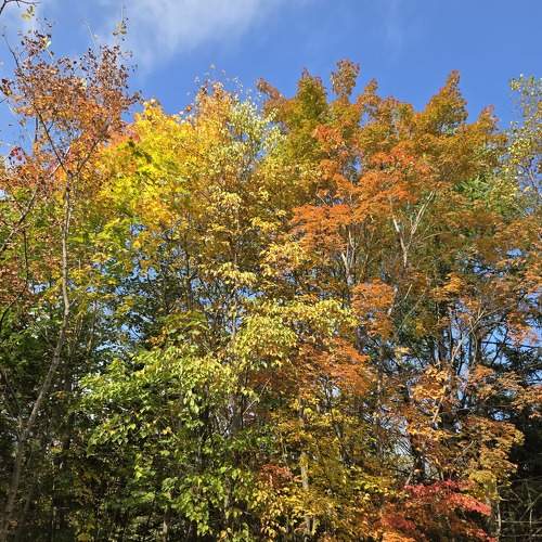 Photo #11168260