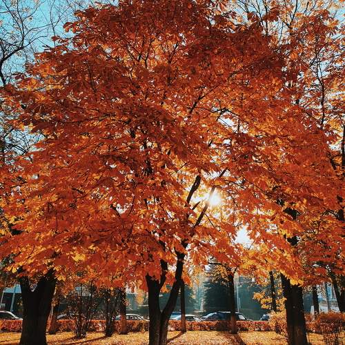 Photo #11171138
