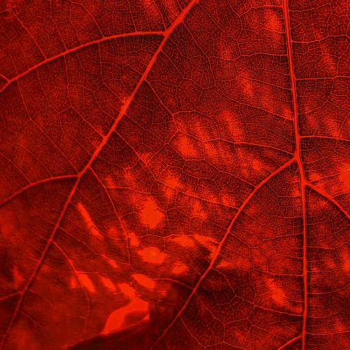 Photo #11171182