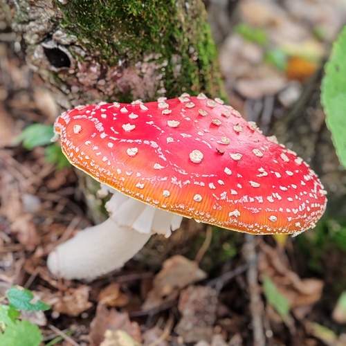 Photo #11171357