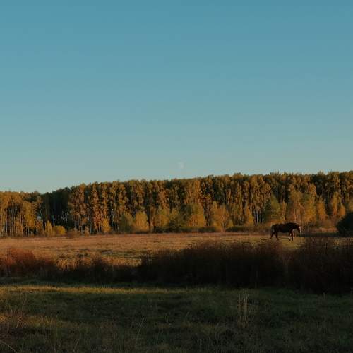 Photo #11171392