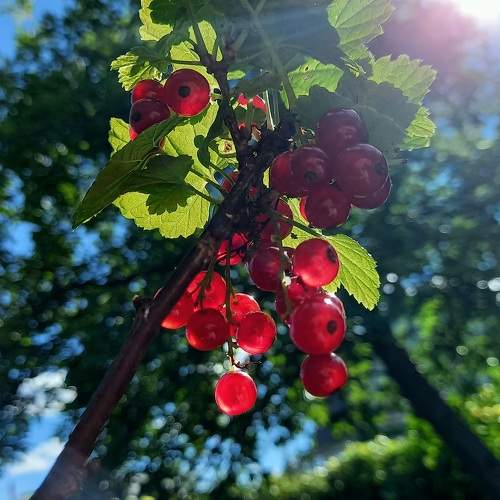 Photo #11171619