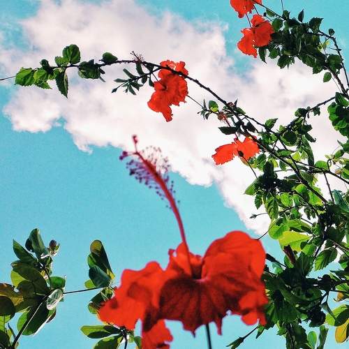 Photo #11171745