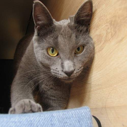 Photo #11174141