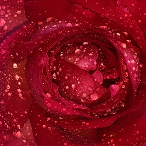 Photo #11174262