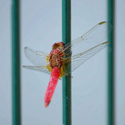 Photo #11174502