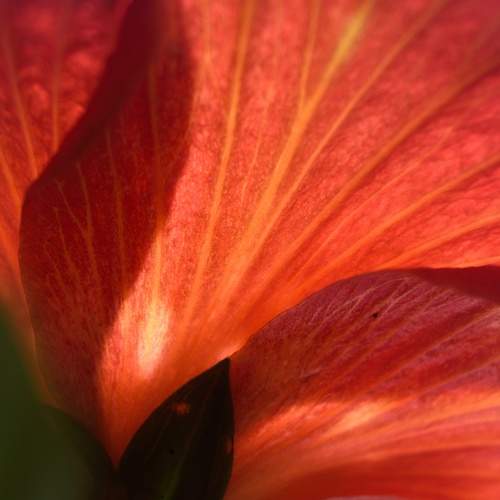 Petal Perfection
