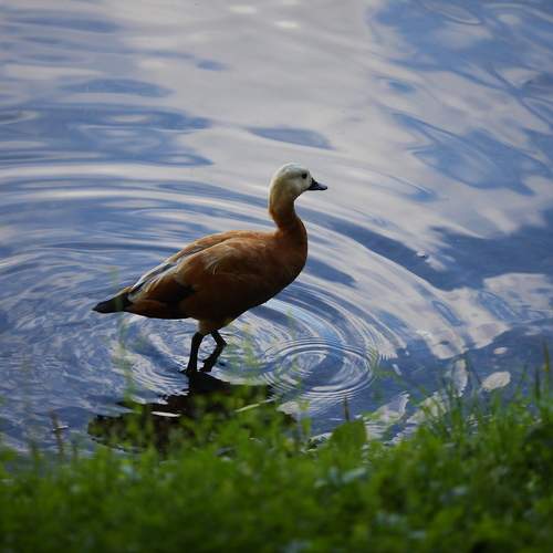 Photo #11175368