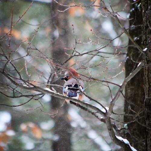 Photo #11175832