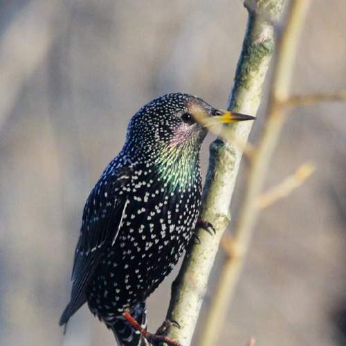 Photo #11175840