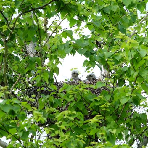 Photo #11175916