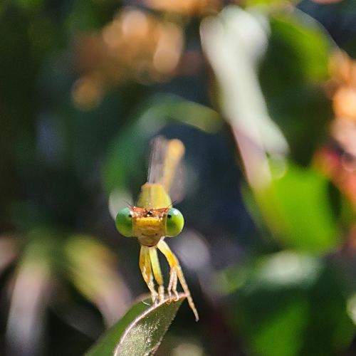 Photo #11176500