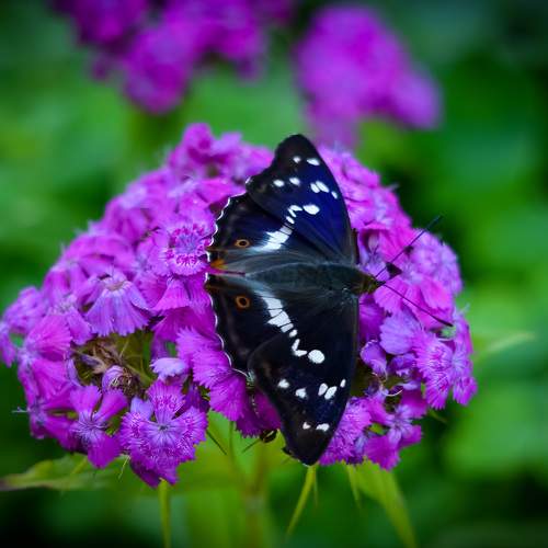 Photo #11176862