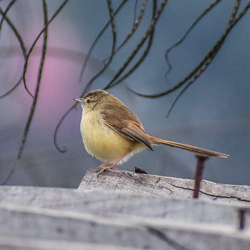 Photo #11177527