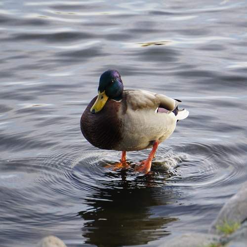 Photo #11177840