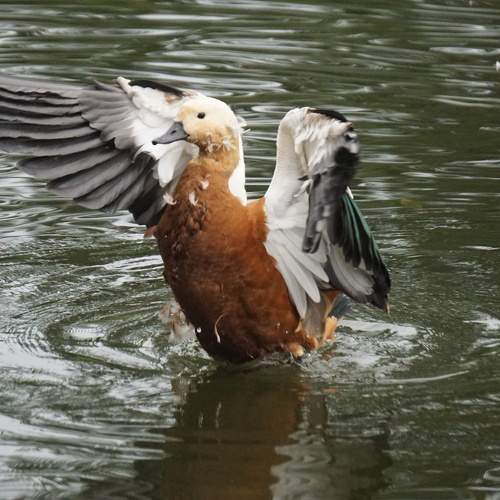 Photo #11177841